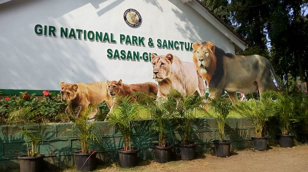 Gir National Park