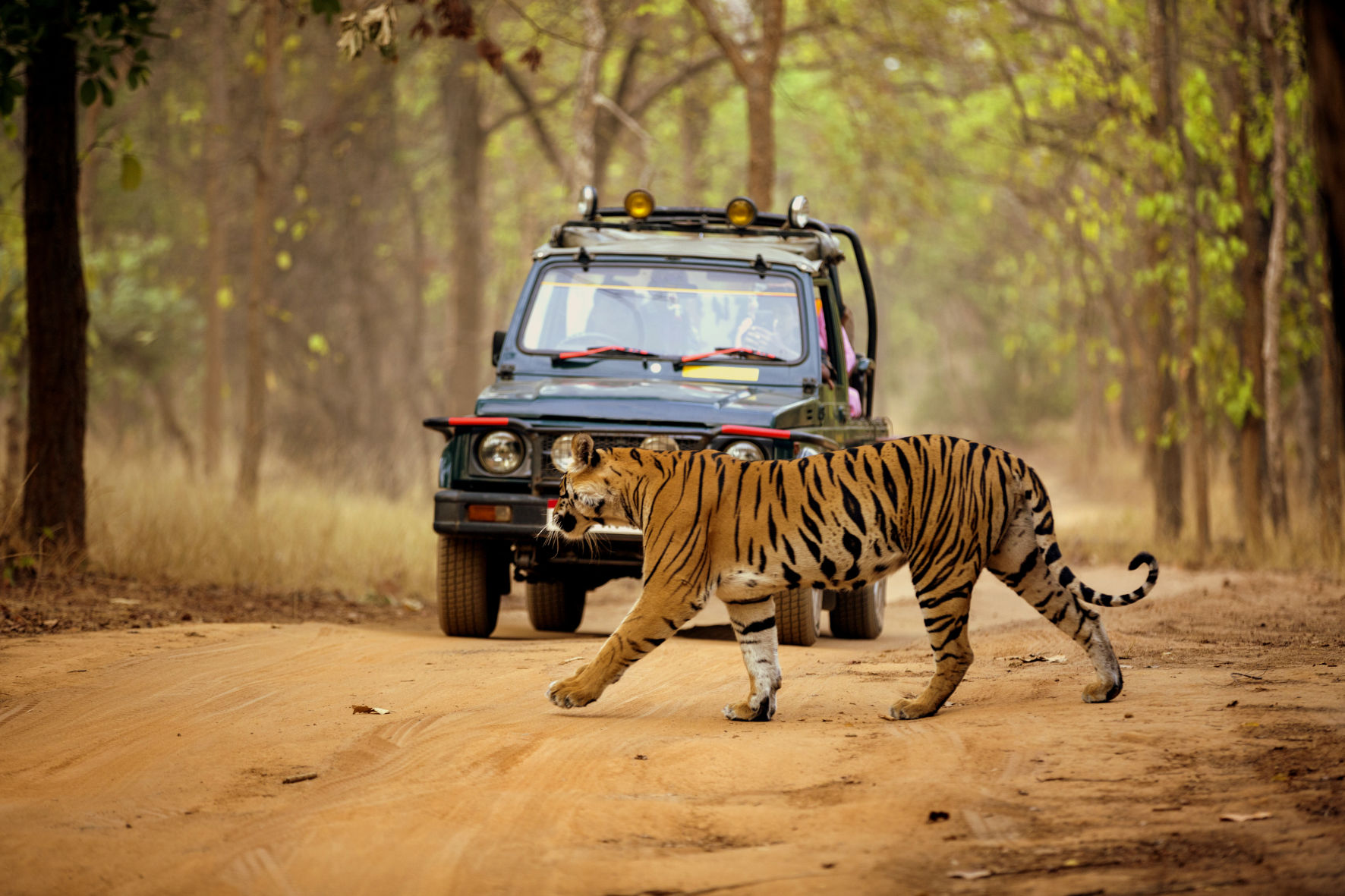 Tadoba National Park